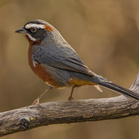 Black-and-chestnut Warbling-Finch